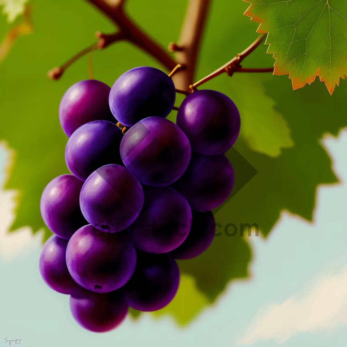 Picture of Fresh and Juicy Purple Autumn Grape Cluster