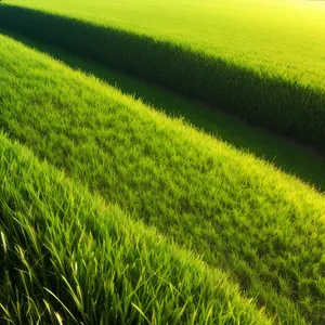 Vibrant Green Summer Meadow with Lush Grass