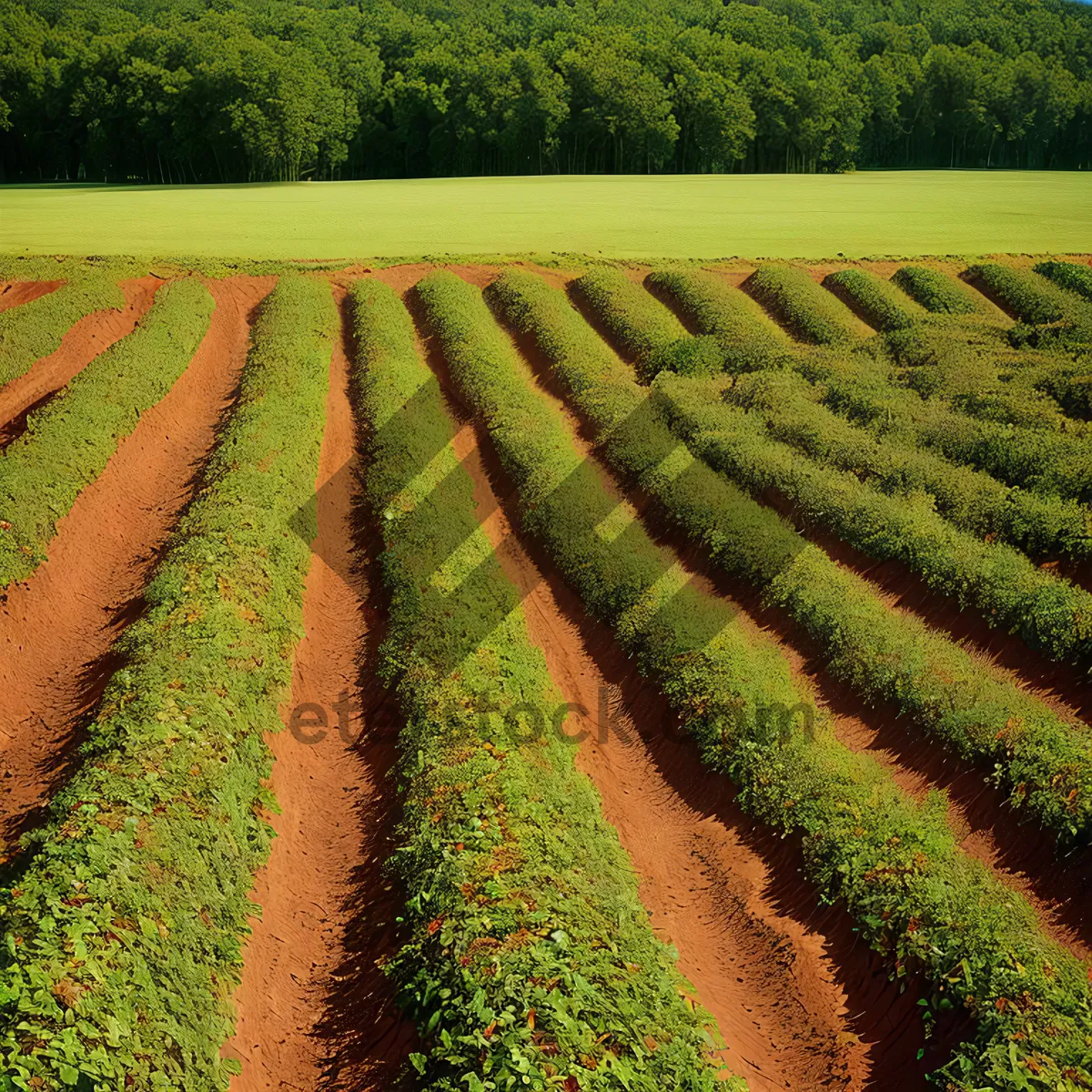 Picture of Rural Soybean Field Harvest in Summer