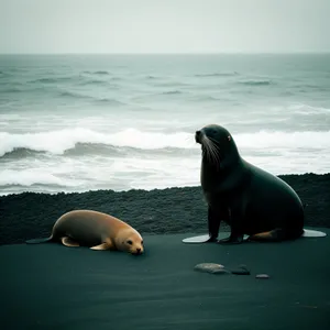 Playful Sea Lion Enjoying Ocean Waves