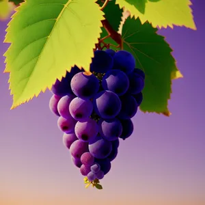 Autumn Harvest: Juicy Grape Cluster in Vineyard
