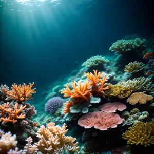 Colorful Coral Reef Abundance Underwater