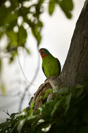 Colorful Macaw Parrot on Tropical Tree Branch