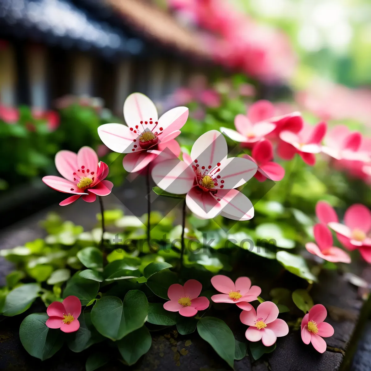 Picture of Blooming Pink Floral Petals in Spring Garden