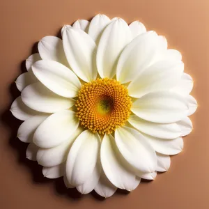 Daisy Blossom in Full Bloom