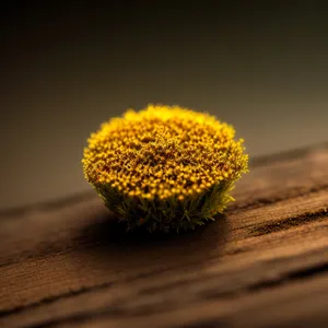 Bright Blooming Sunflower in Summer Garden