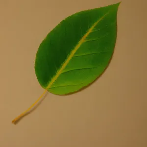 Fresh Green Tea Leaves in Spring Garden