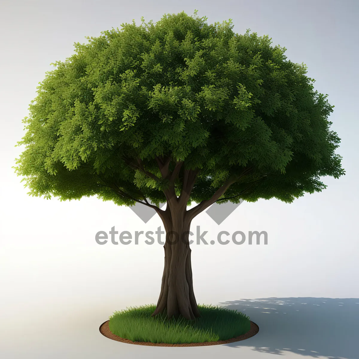 Picture of Miniature Evergreen Bonsai Tree in Forest