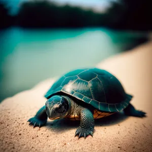 Cute Aquatic Reptile: Sea Turtle Shell Protection