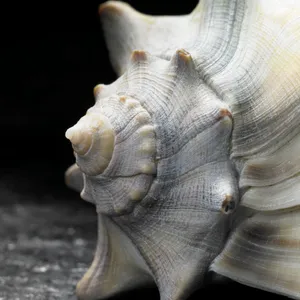 Tropical seashell on sandy beach close up view