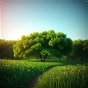 Vibrant Summer Meadow Landscape