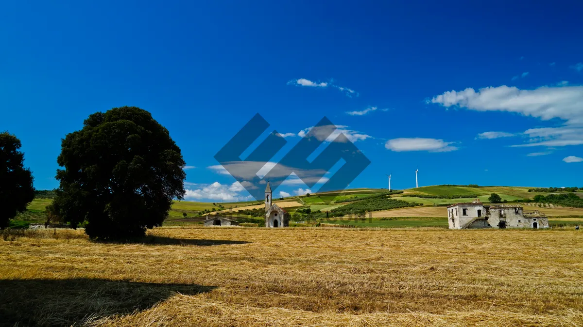 Picture of Golden wheat field under blue summer sky with clouds