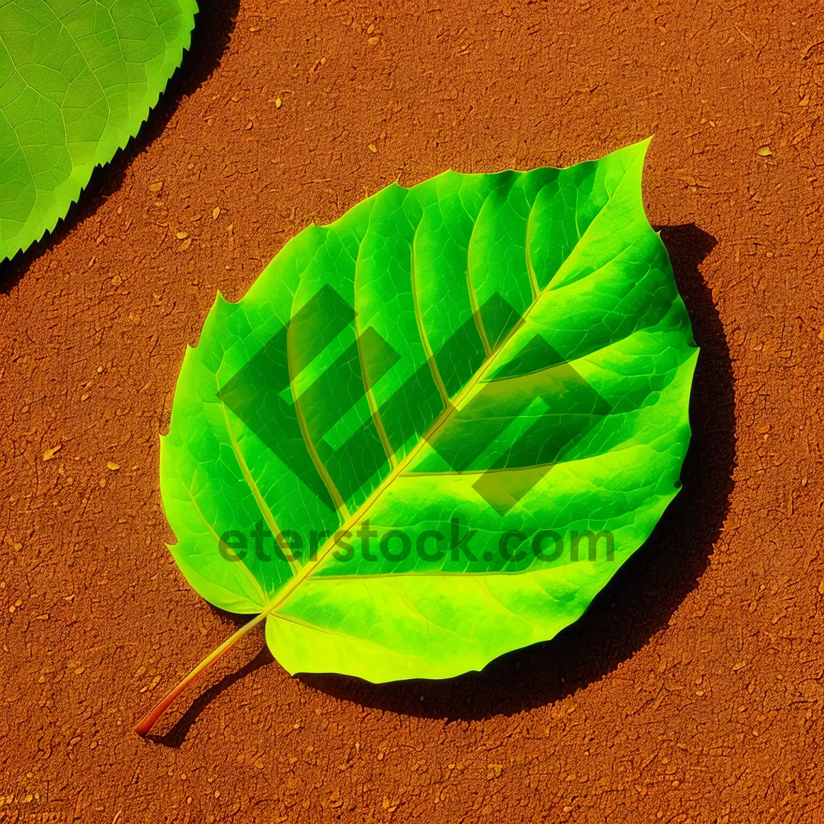 Picture of Fresh Green Herb Leaf in Natural Garden