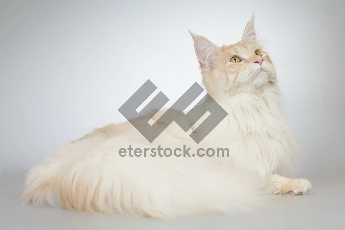 Picture of Curious White Kitten with Cute Whiskers