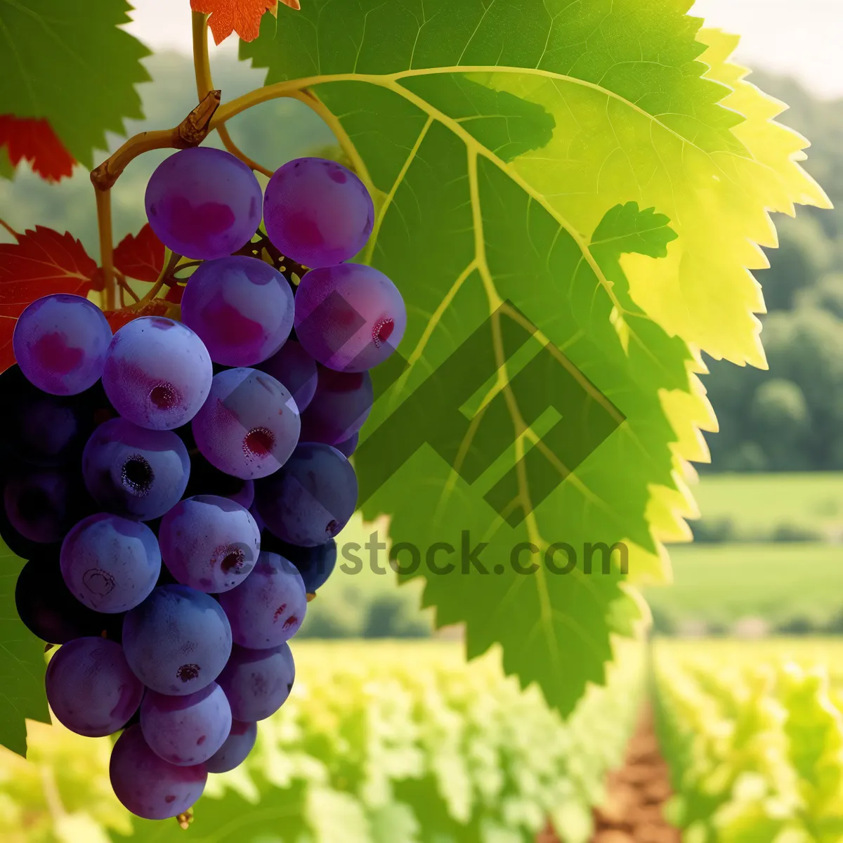 Picture of Autumn Harvest: Juicy Organic Grape Cluster in Vineyard