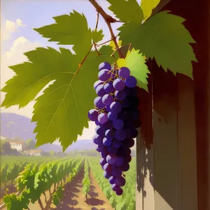 Rustic Harvest: Purple Grapes in Vineyard