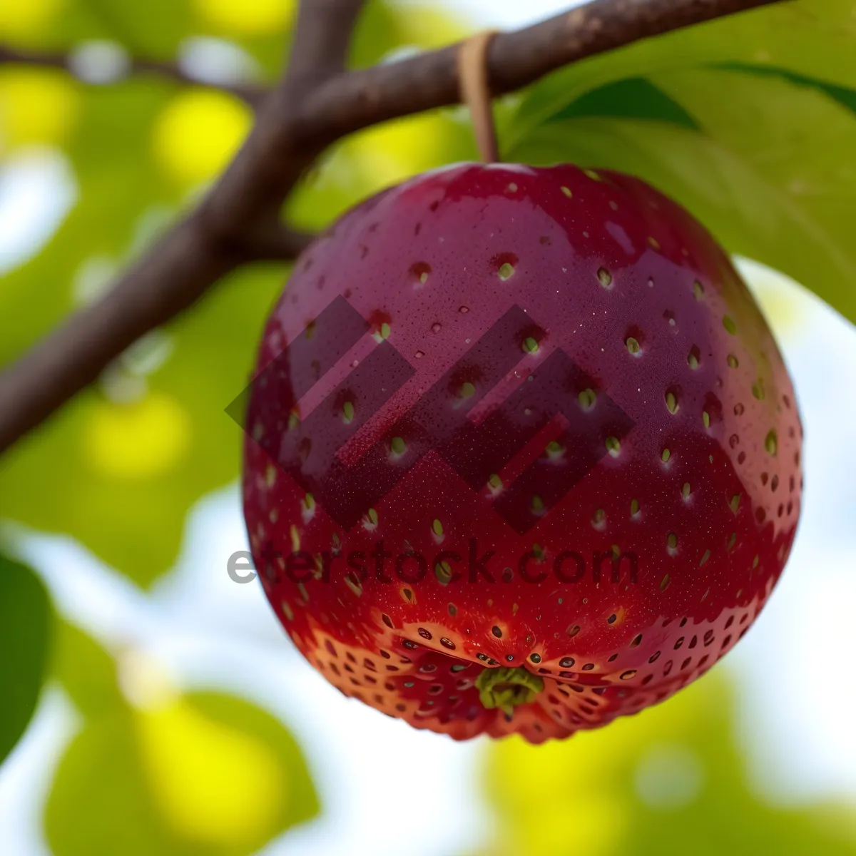 Picture of Fresh Summer Fruits: Delicious and Nutritious Organic Harvest