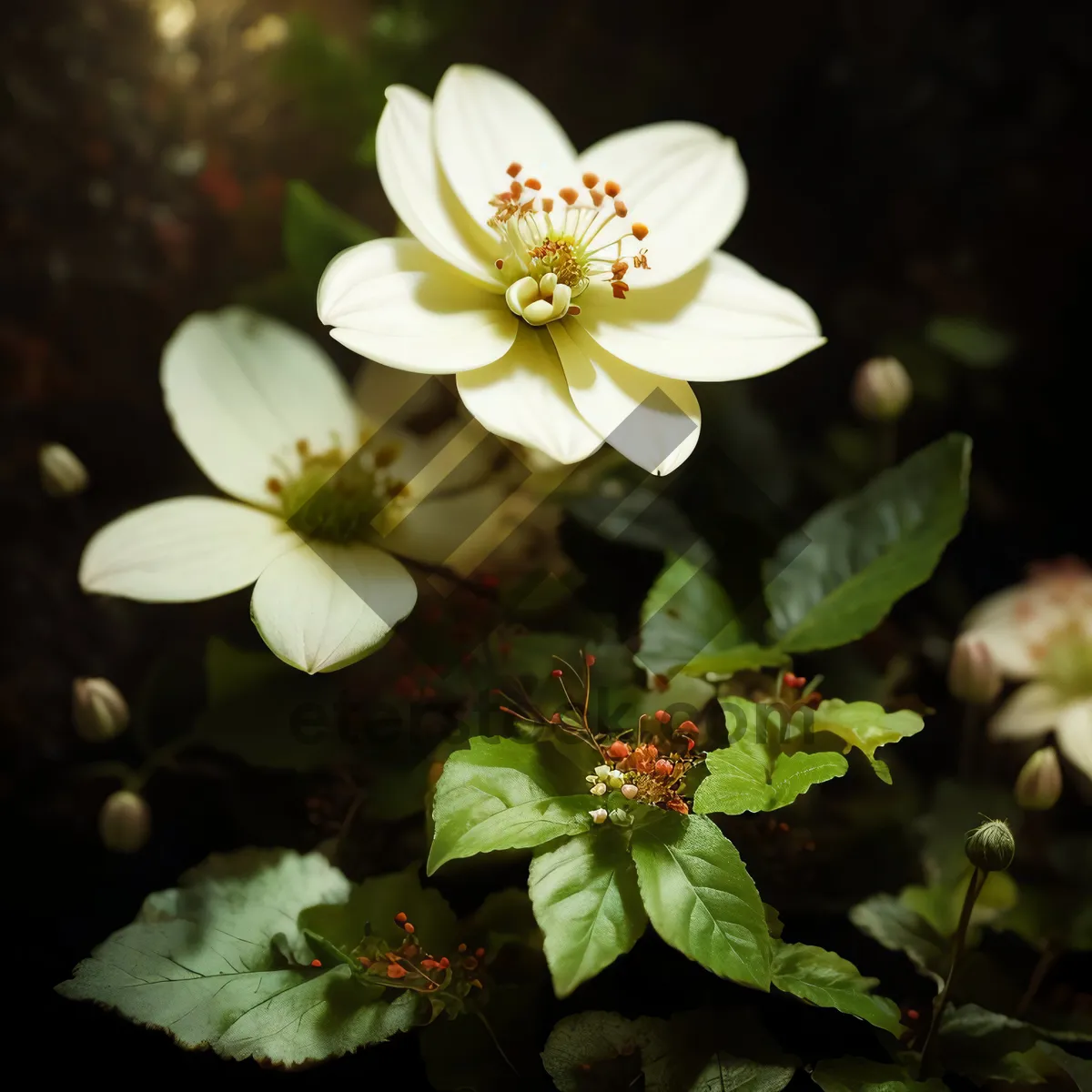 Picture of Delicate Floral Blooming in Summer