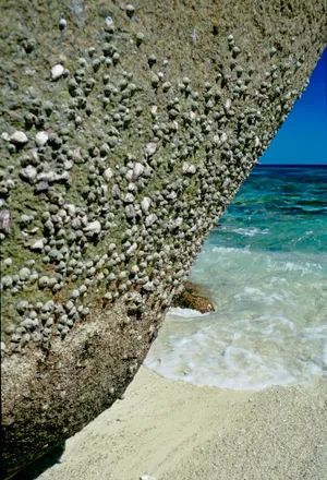 Tropical paradise beach with rocky coastline and barnacles. The colors and crystal clear water of the archipelago of the Similan Islands National Park, Thailand, Asia