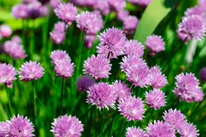 Colorful Meadow Flowers in Pink and Purple Blooms