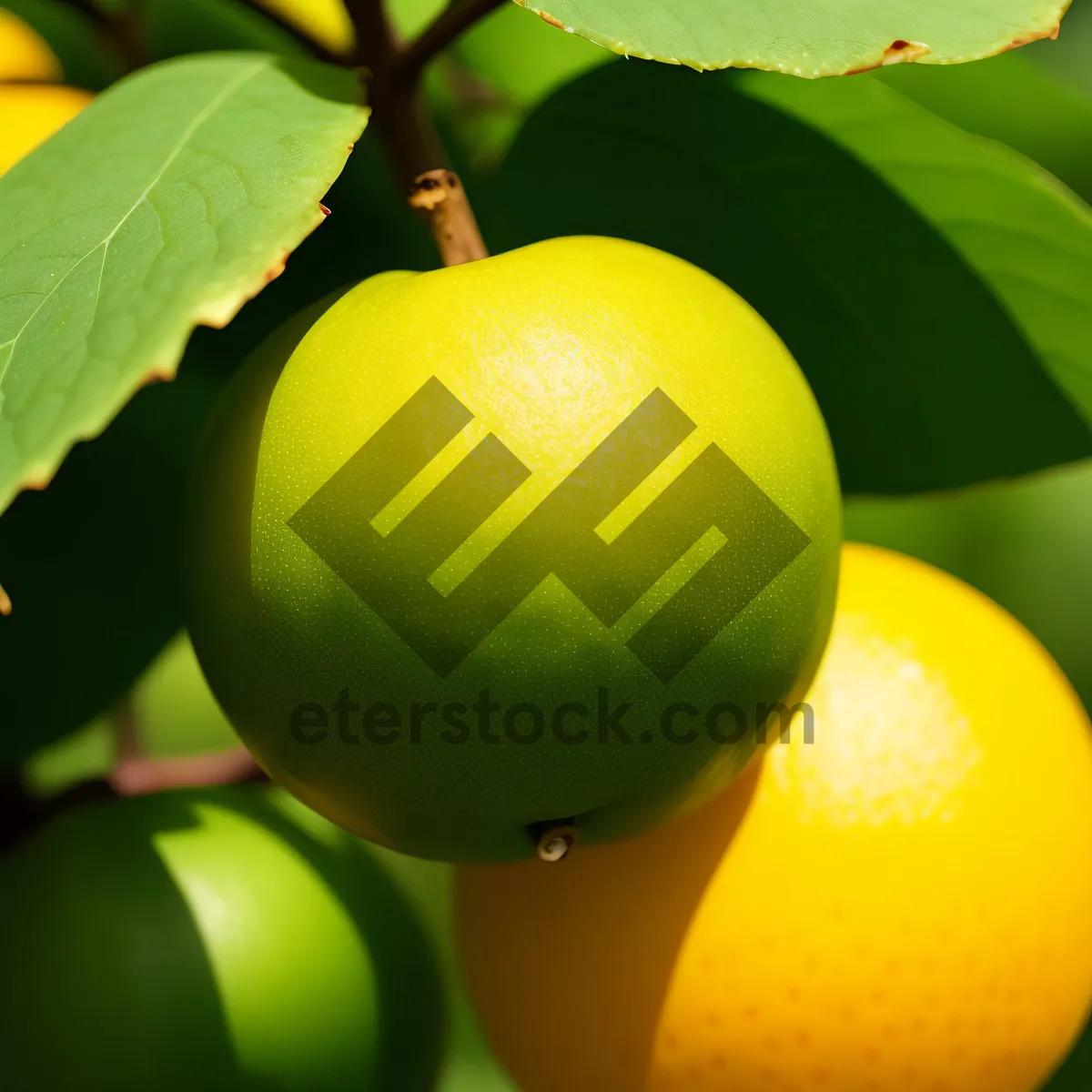 Picture of Refreshing Citrus Fruits: Orange, Lemon, Tangerine