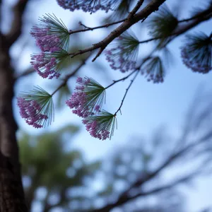 Spring Blossom in Pink Garden