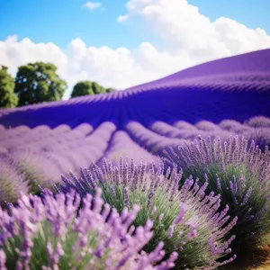 Colorful Lavender Flowers in Rural Countryside Landscape