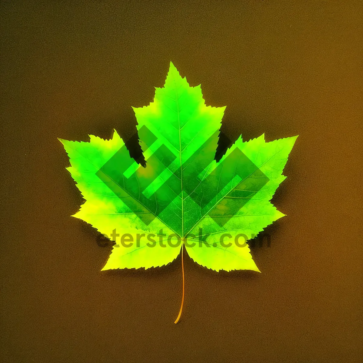 Picture of Autumn Maple Leaves: Vibrant Foliage in Natural Colors