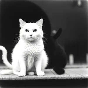 Curious Kitten Gazing Out Window