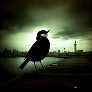 Magpie Bird in Wild, Black Feathered Beauty