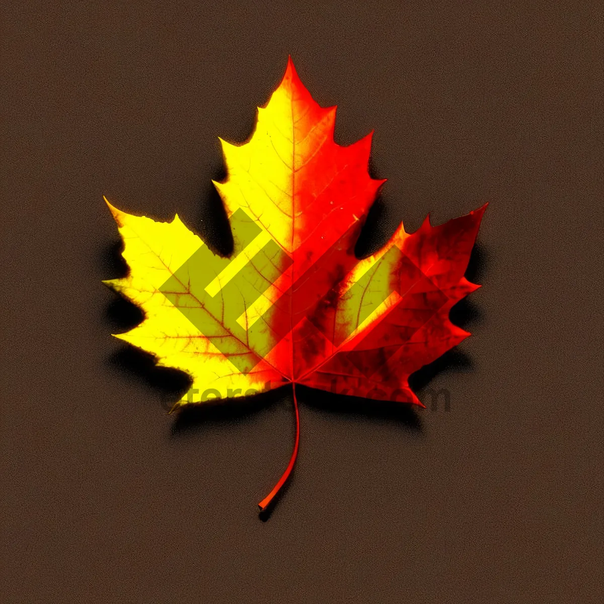 Picture of Vibrant Autumn Maple Leaf with Golden Hues