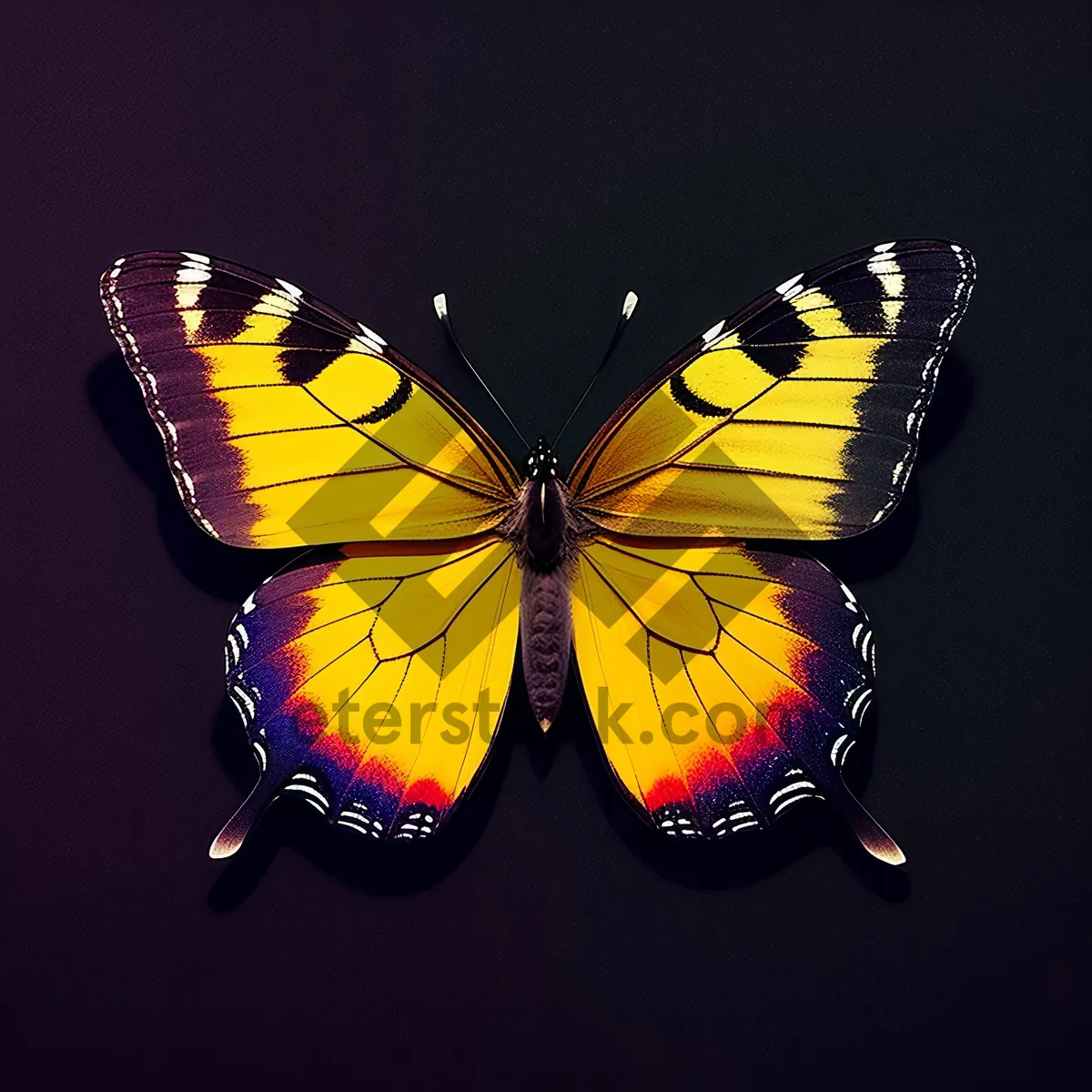 Picture of Vibrant Monarch Butterfly Wings with Delicate Colors