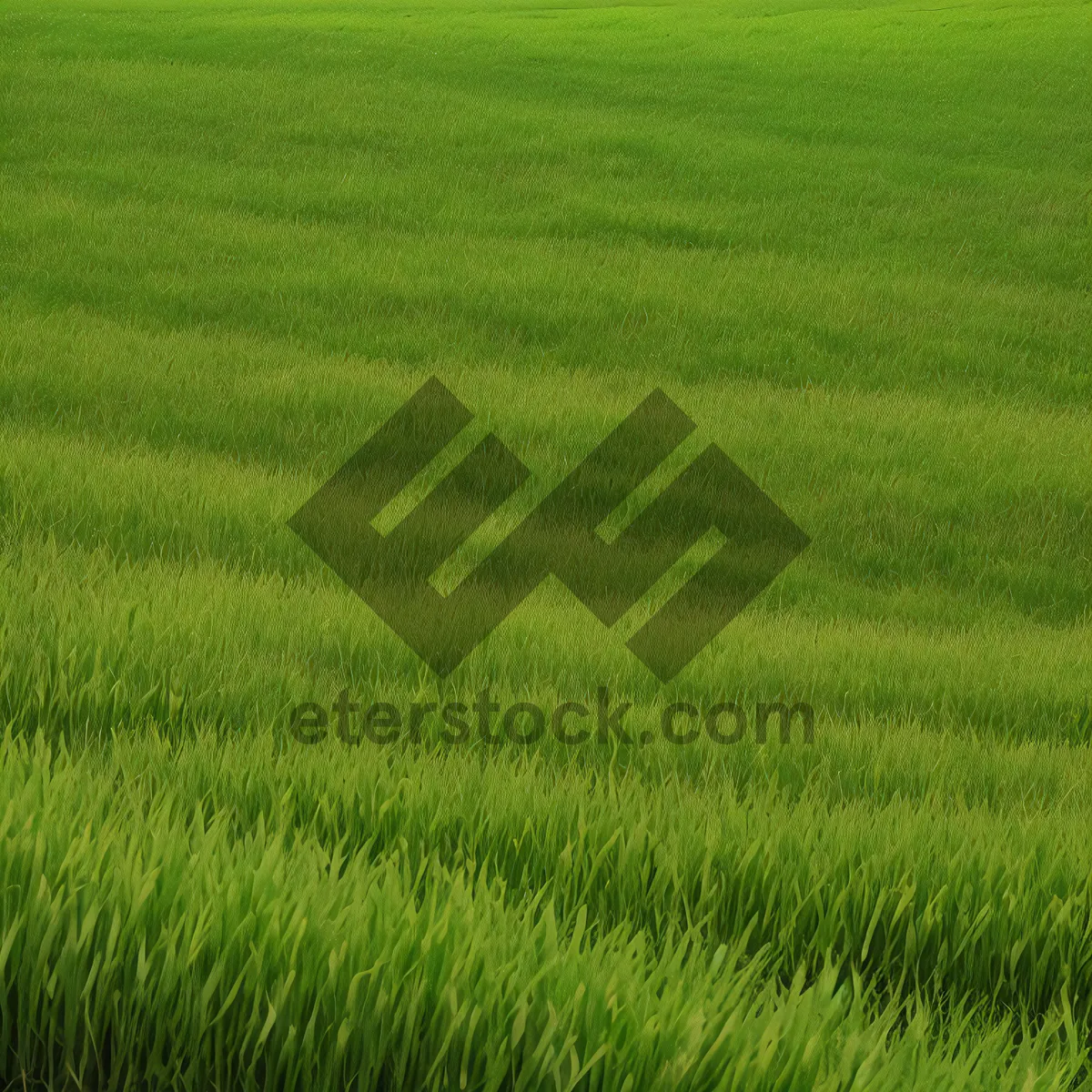 Picture of Vibrant green wheat field under blue sky