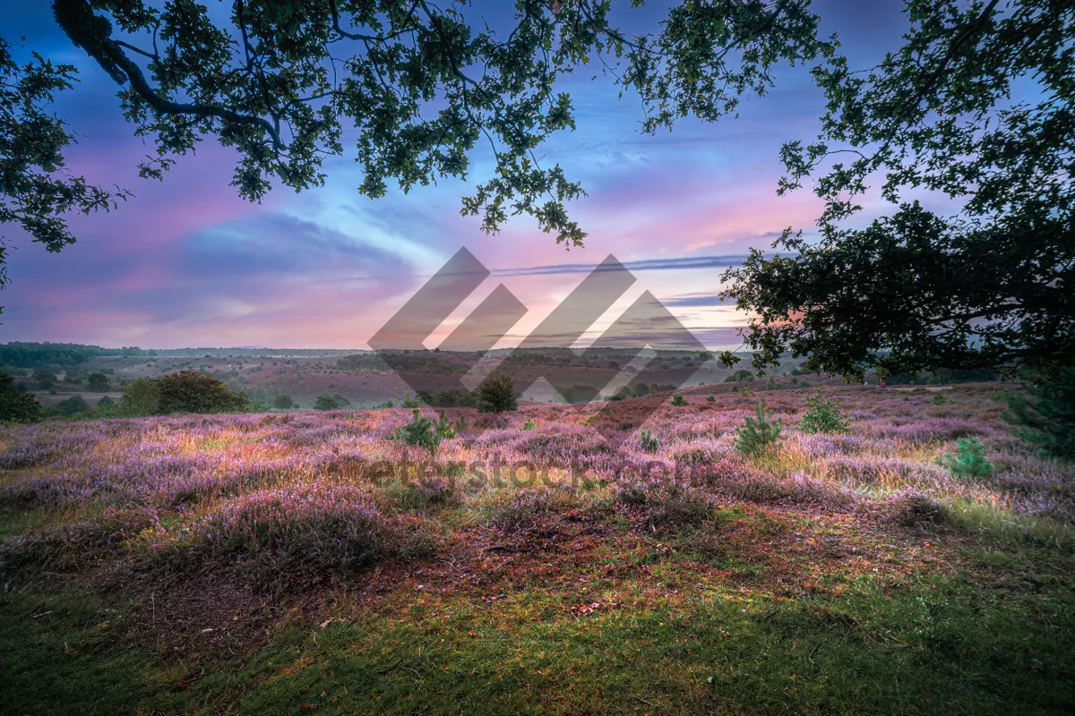 Picture of Rural Forest Landscape with Trees and Sky