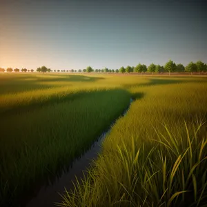Serene Summer Sunset Over Countryside Meadow