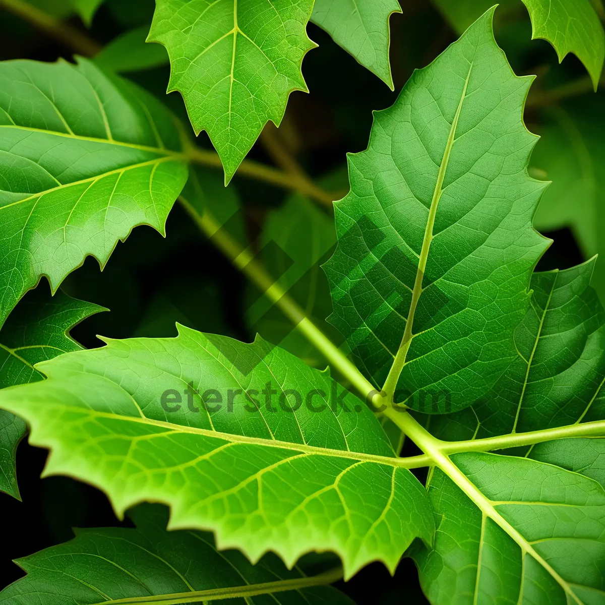 Picture of Bright Maple Leaf in Lush Woods