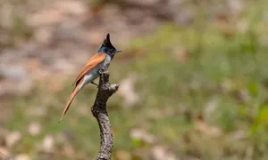 Beautiful Brown Nightingale with Wings Outstretched