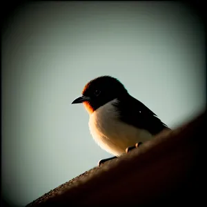 Wild Blackbird Perched, Gazing with Intense Feathers