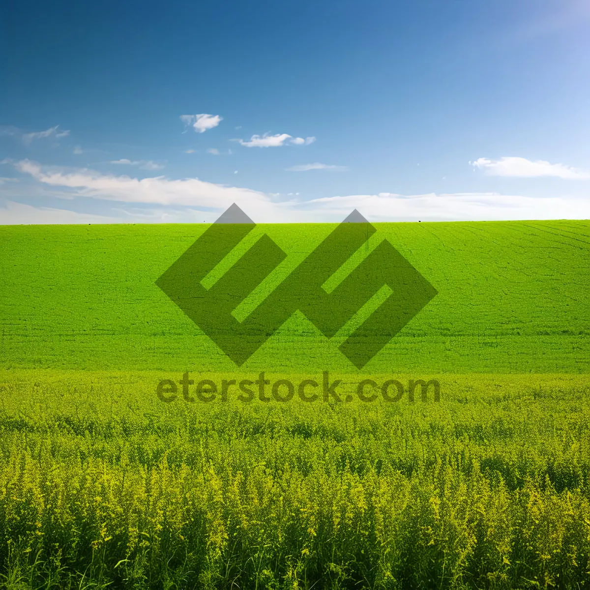 Picture of Golden Wheat Fields Stretching into the Horizon