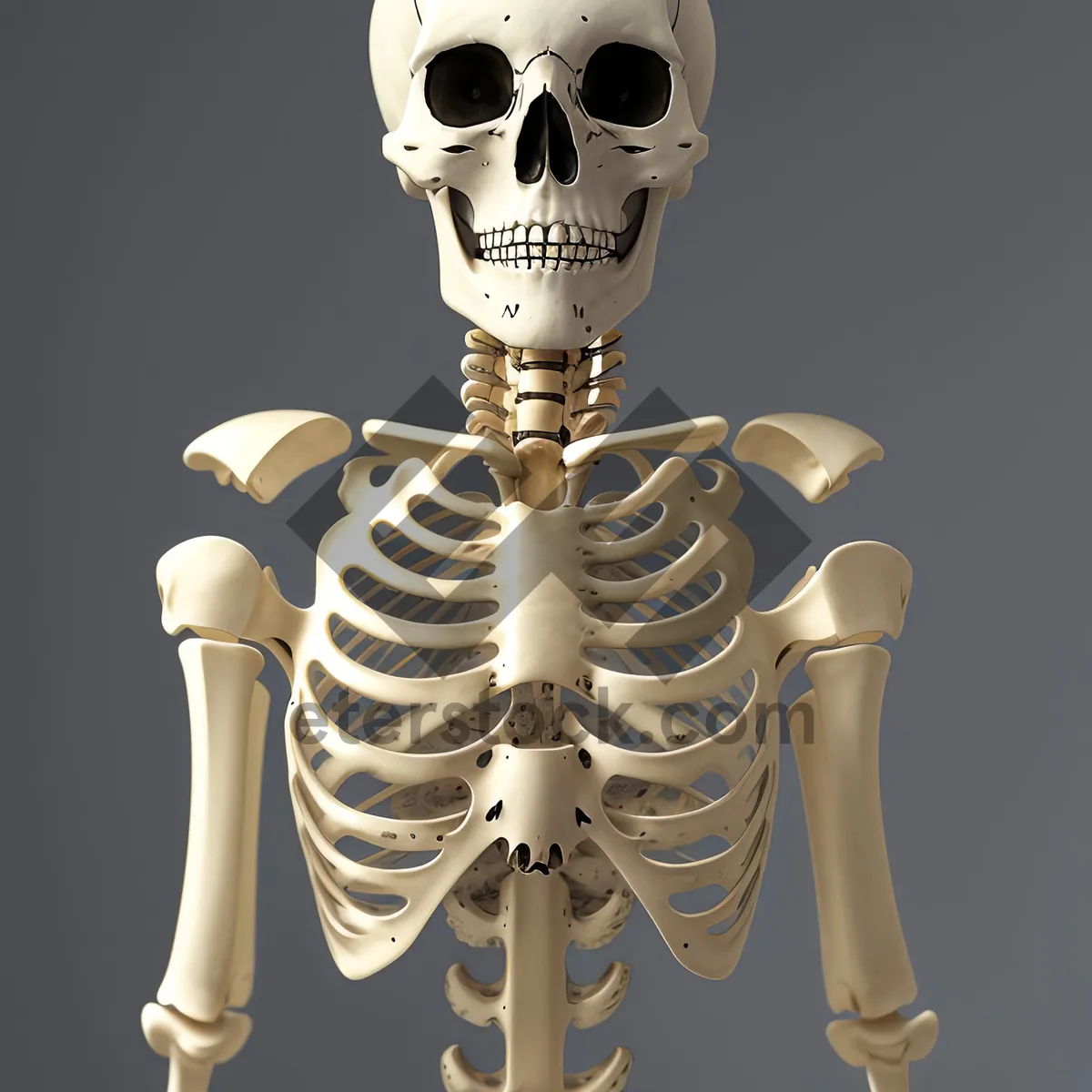 Picture of 3D Skeleton Baron - Anatomical Spine X-Ray with Ribs