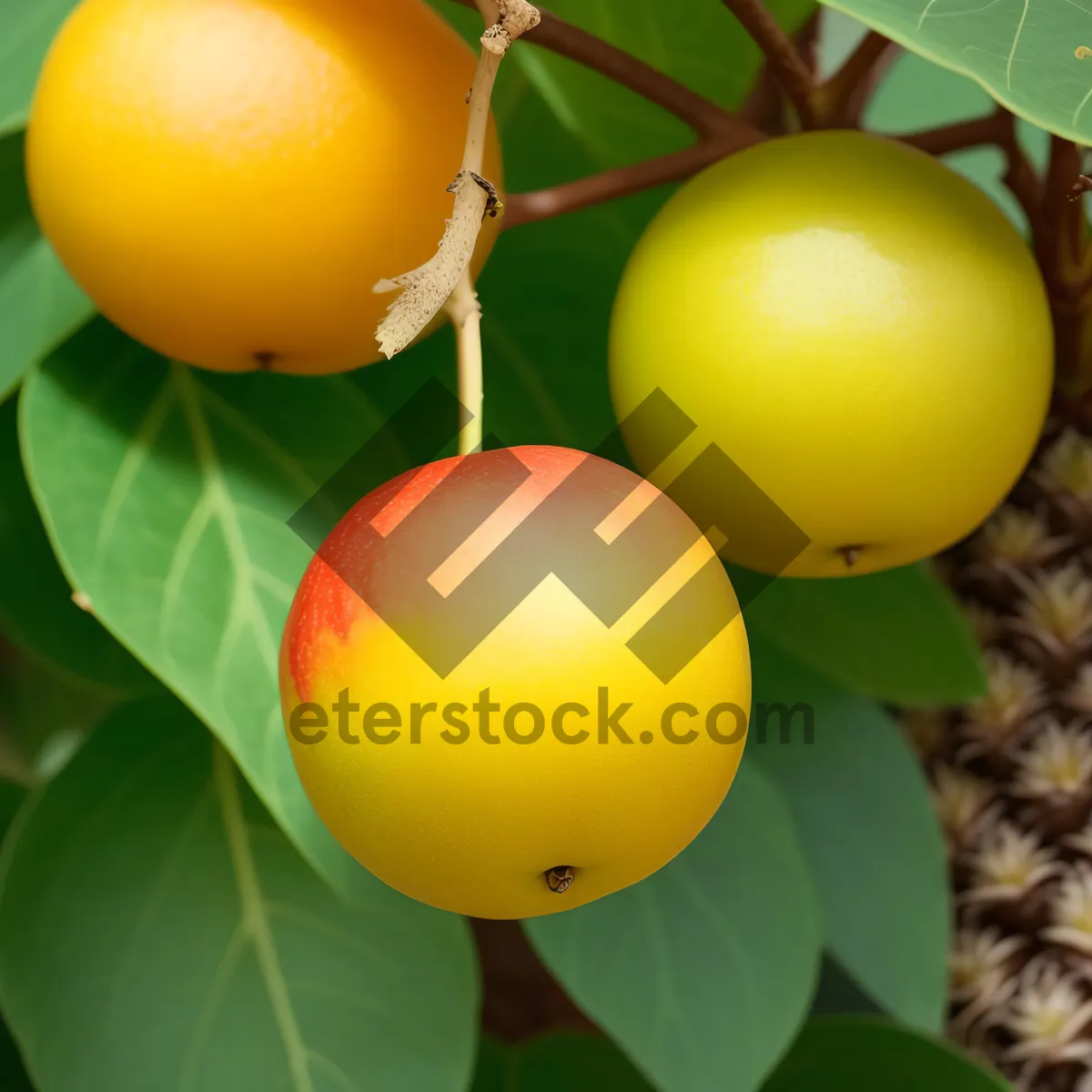 Picture of Juicy, Ripe Citrus Apple - Fresh, Healthy and Organic!