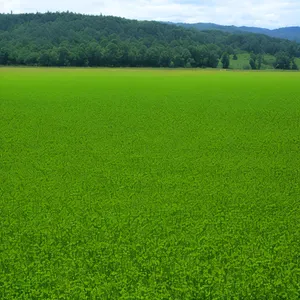 Golden fields under the clear countryside sky