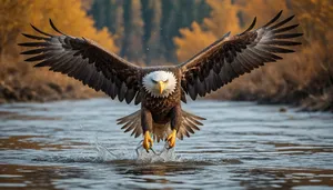 Majestic Bald Eagle Soaring Over Water and Wildlife