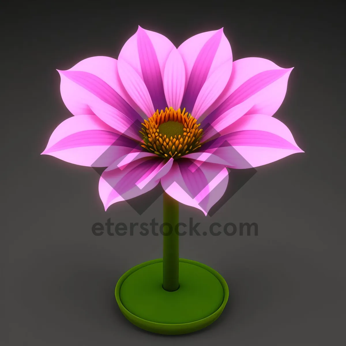 Picture of Vibrant Blooming Lotus Petals in Pink and Yellow