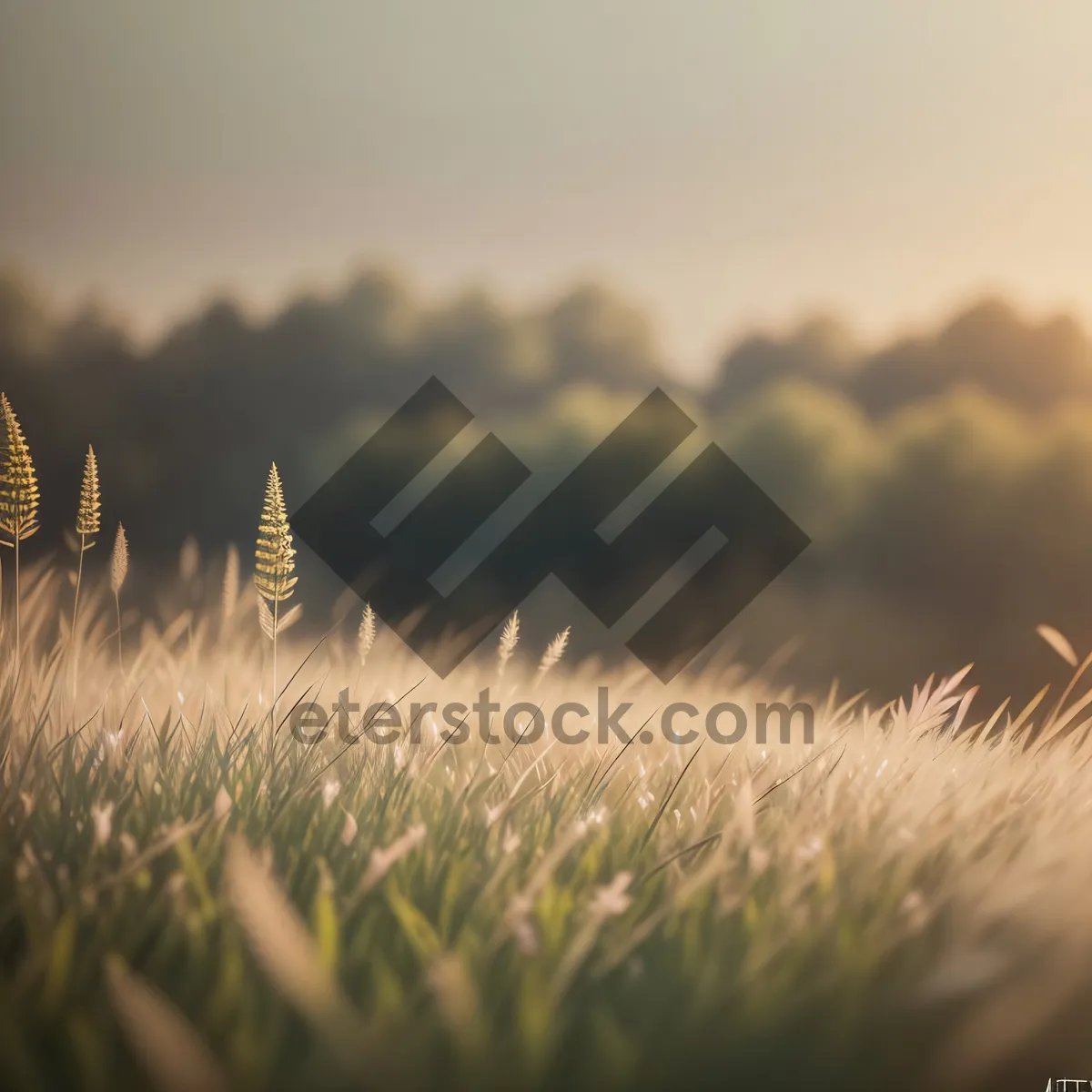 Picture of Golden Wheat Field Under a Sunny Sky