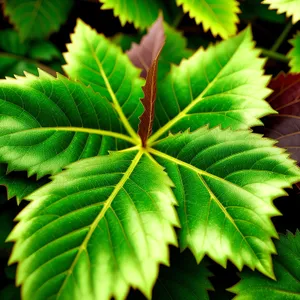 Lush Maple Leaves in Sumac Forest