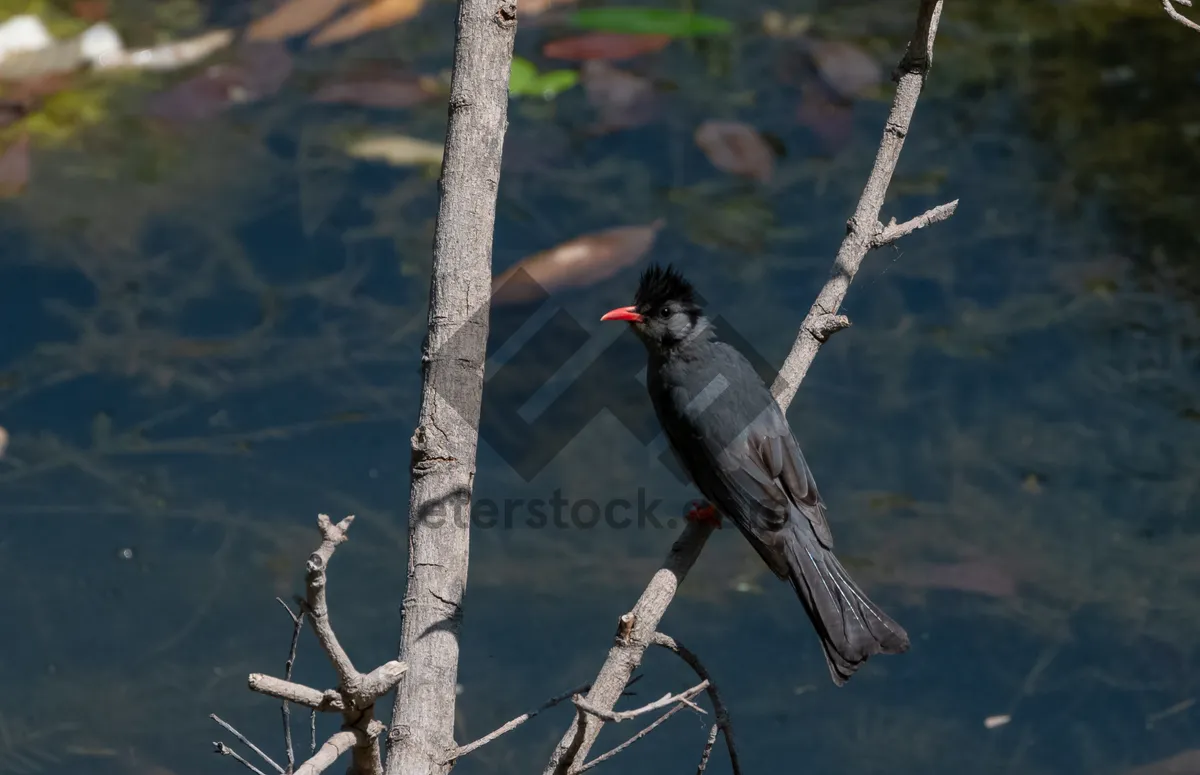 Picture of Black Bird with Feathers Sitting on Tree Branch