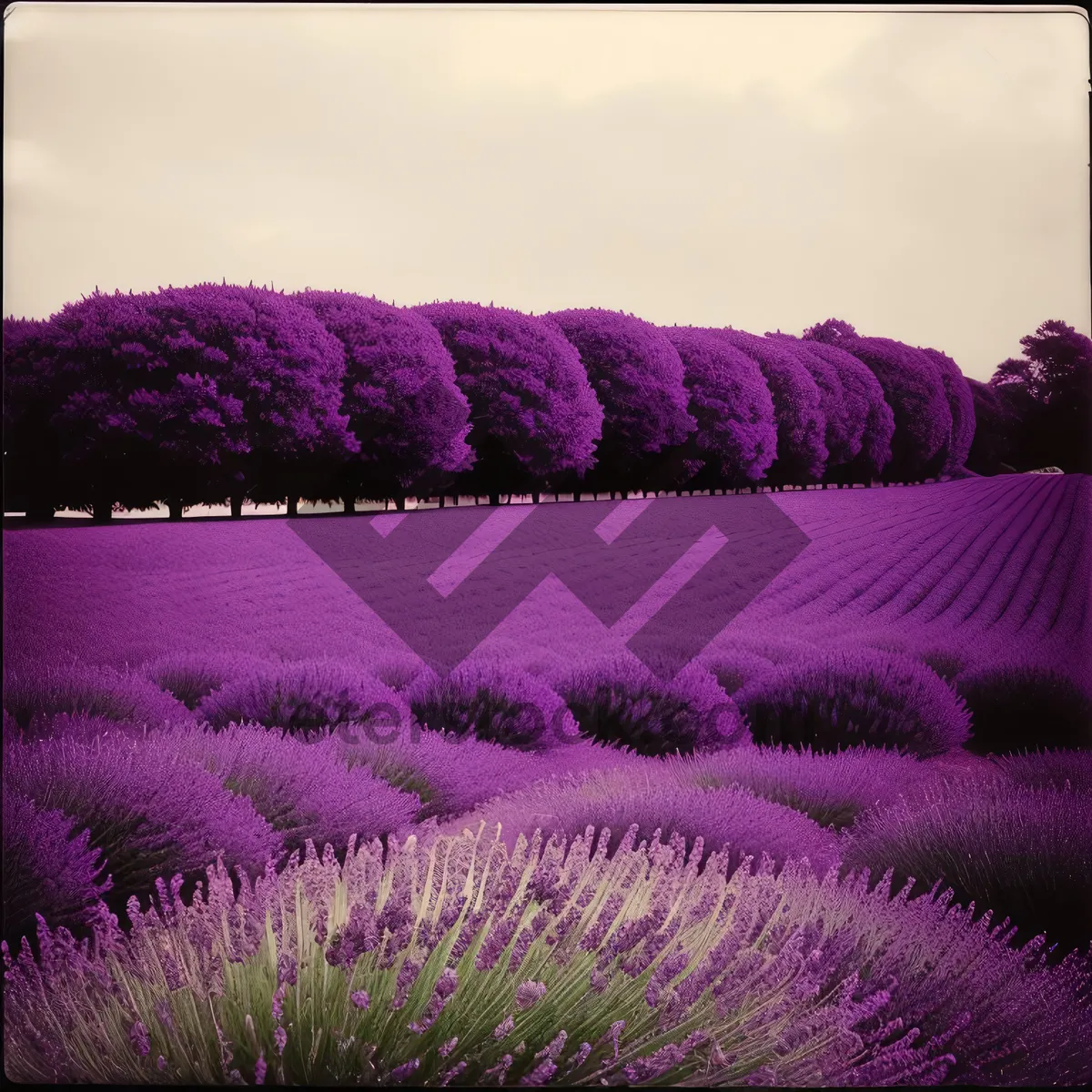 Picture of Vibrant Lavender Shrub in Lush Flower Field