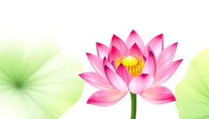 Colorful Lotus Floral Design Icon