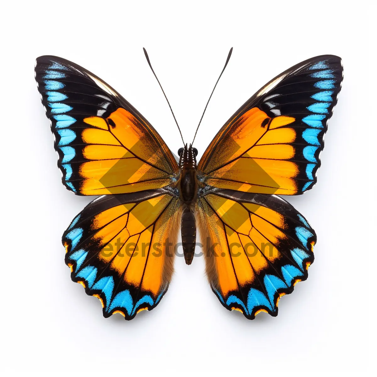 Picture of Orange Monarch Butterfly with Spread Wings on Yellow Flower